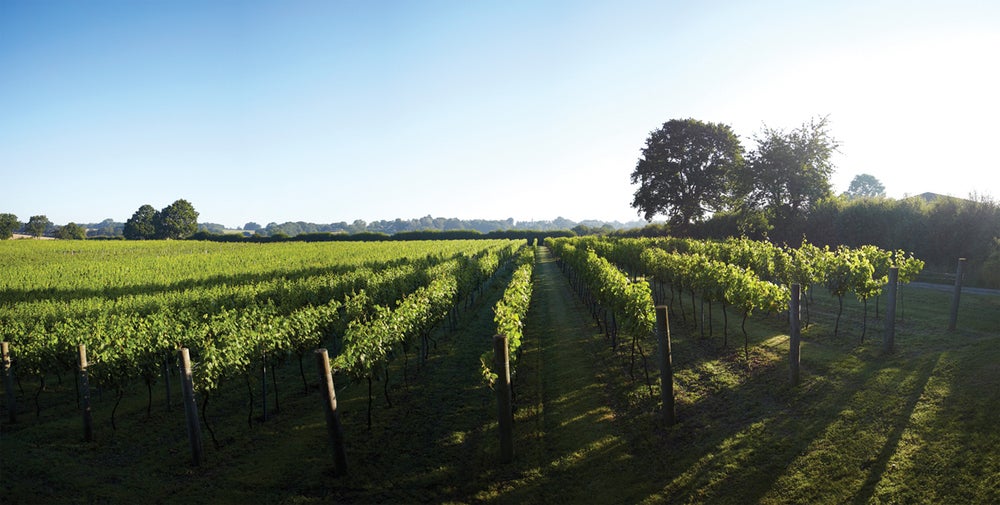 The vines at Chapel Down