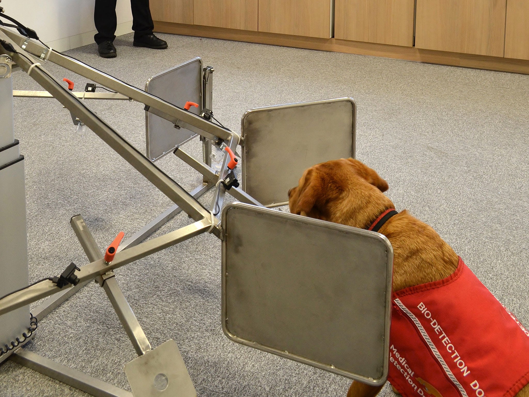 Medical Detection Dog Daisy stationed at a laboratory carousel as part of a trial