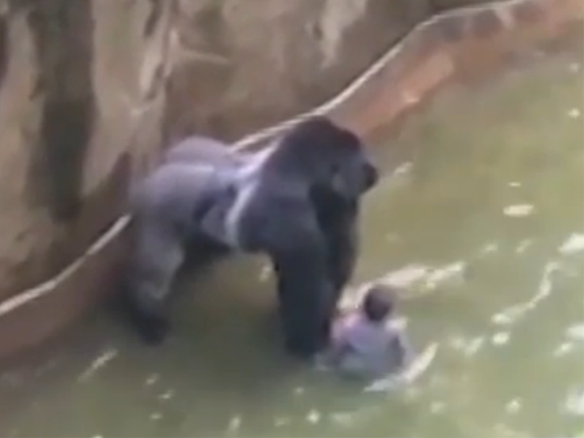 A four-year-old boy and Harambe, a 17-year-old gorilla, in the primate's enclosure at Cincinnati Zoo