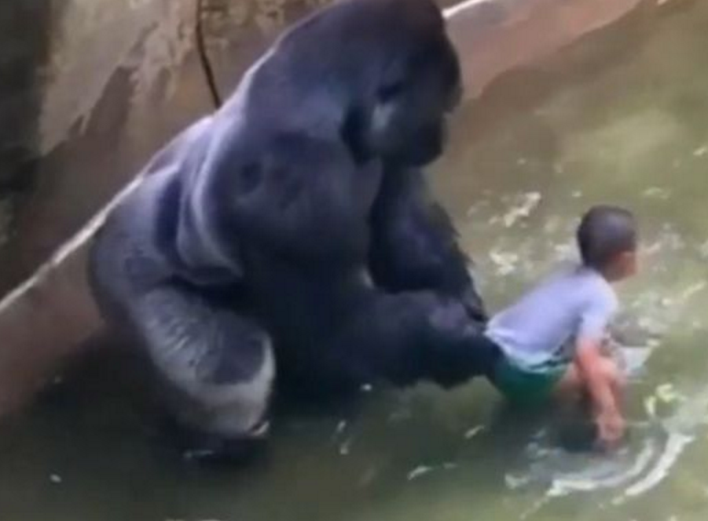 Video footage showed Harambe with the little boy