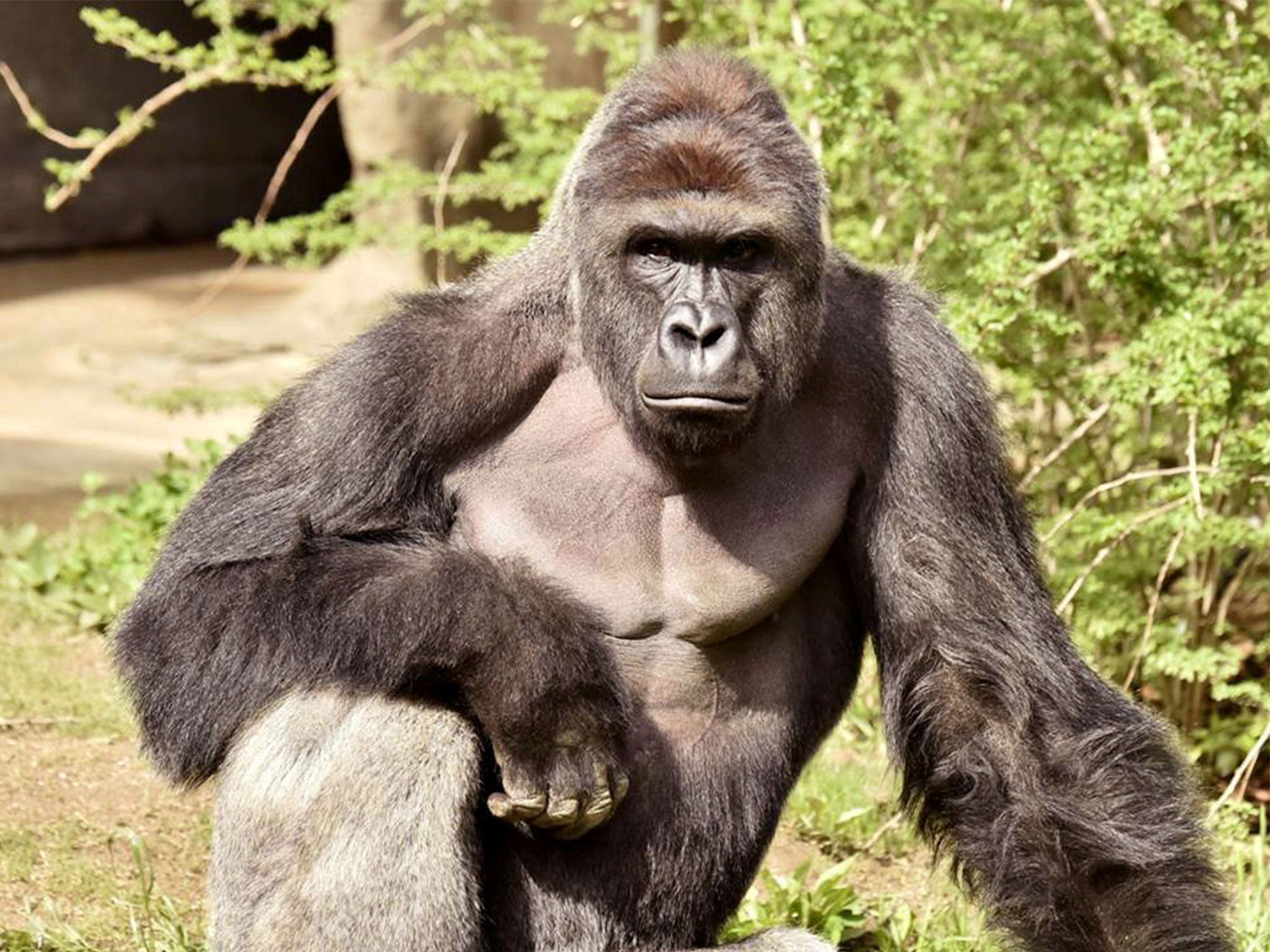 Harambe was a 17-year-old silverback western lowland gorilla