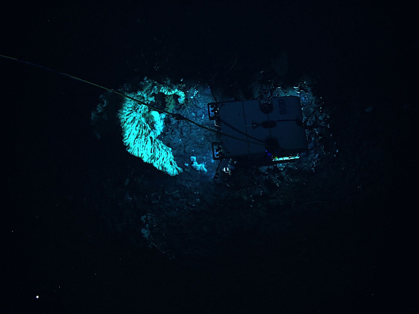 A team of scientists on a deep-sea expedition discovered the sponge, which they say is the worldís largest ever documented