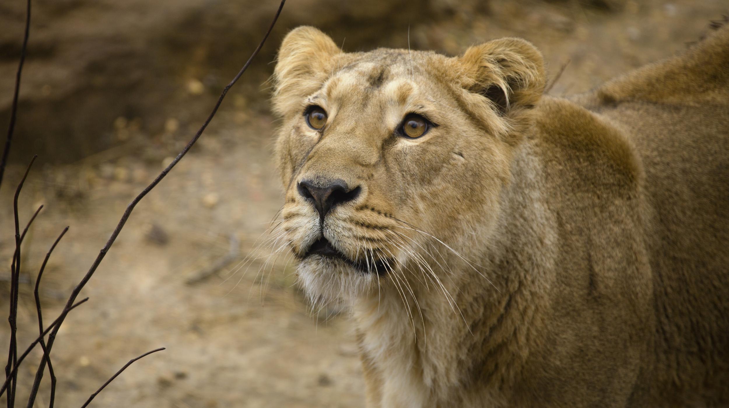 Heidi the Asiatic lioness