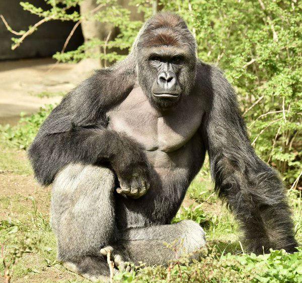 The prosecutor said the zoo had no choice but to shoot Harambe