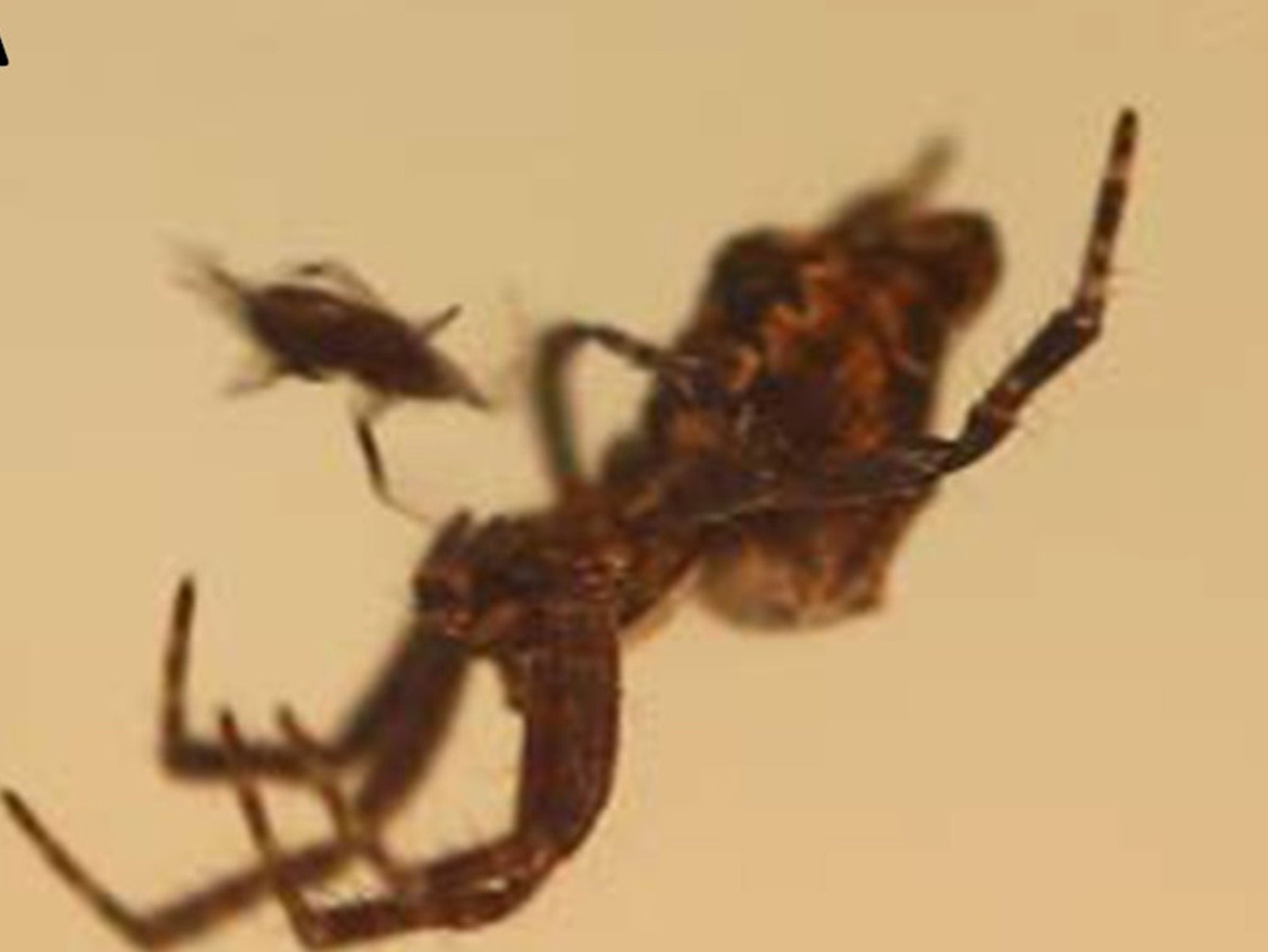 A tiny male spider is dwarfed by the female as he approaches to begin sex