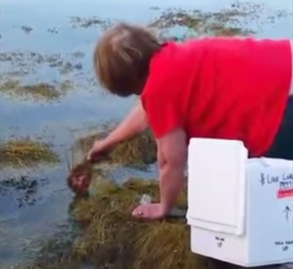 The lobster was finally set free in waters just off Halifax