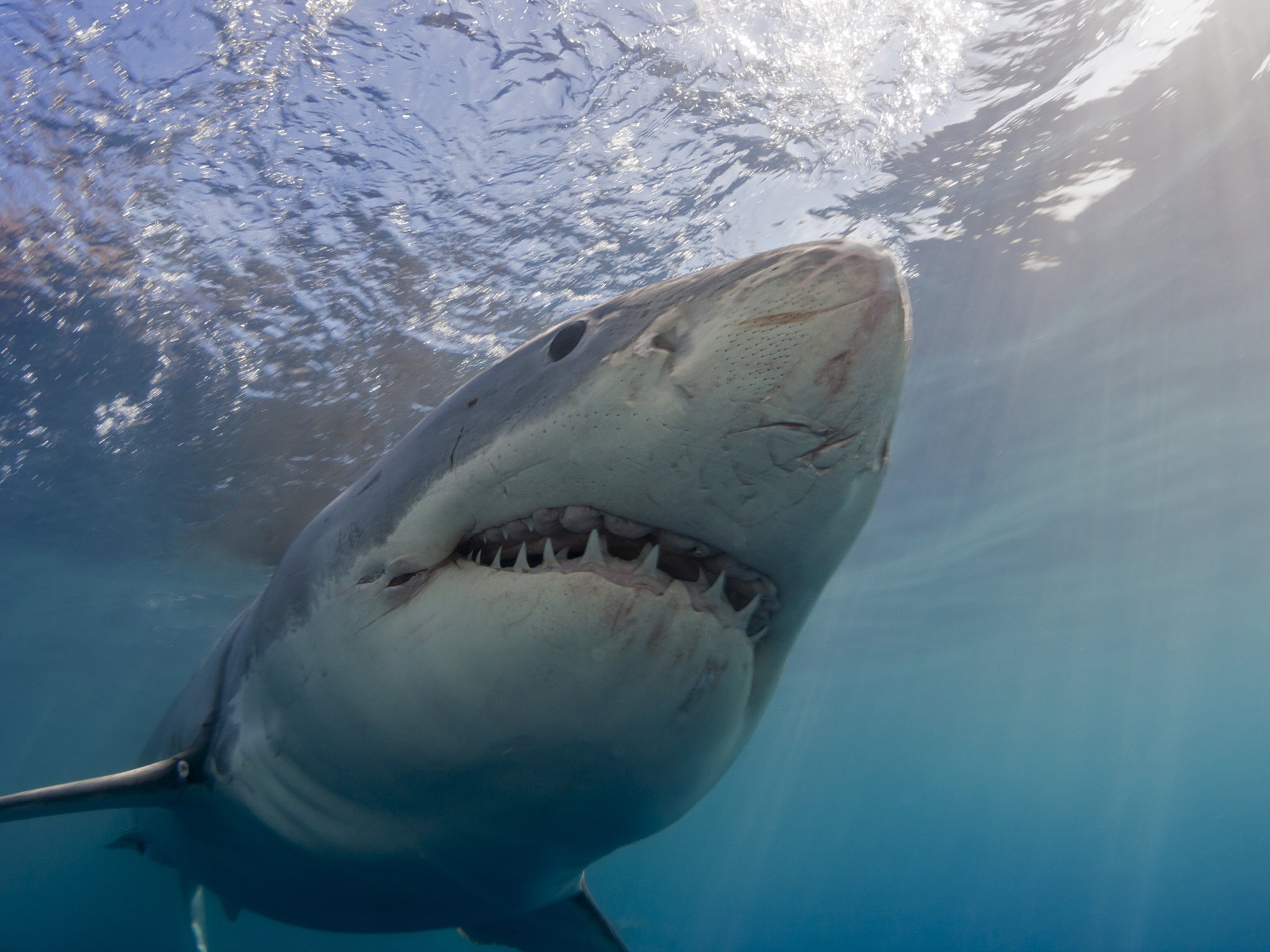 Surfer killed in great white shark attack on Christmas Eve