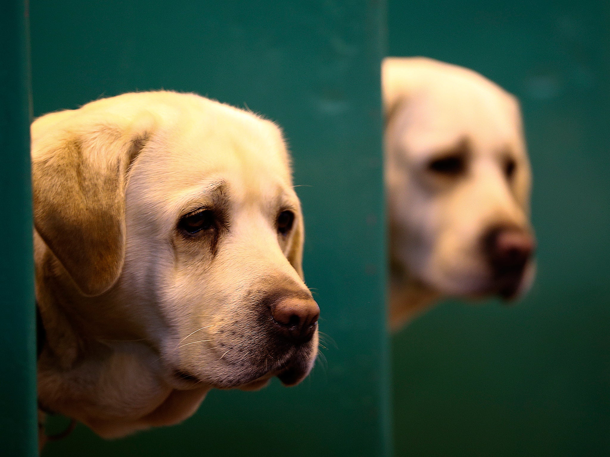 The family favourite labrador is among the breeds most likely to bite