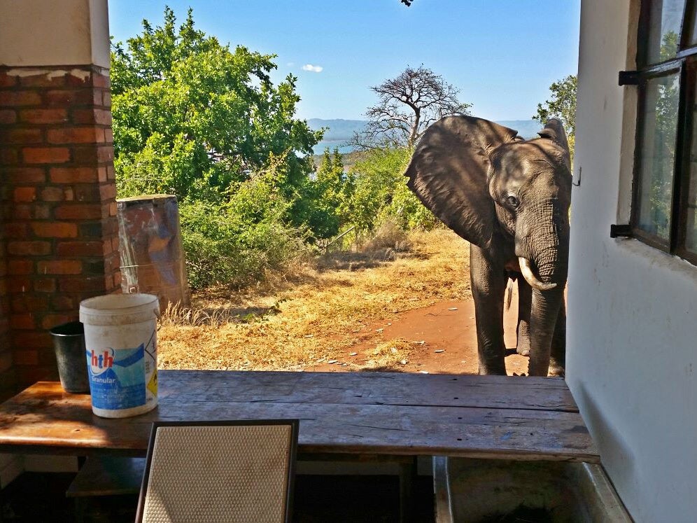 The elephant, since named Ben, was dehydrated and limping badly, and photographs show him looking inside a building