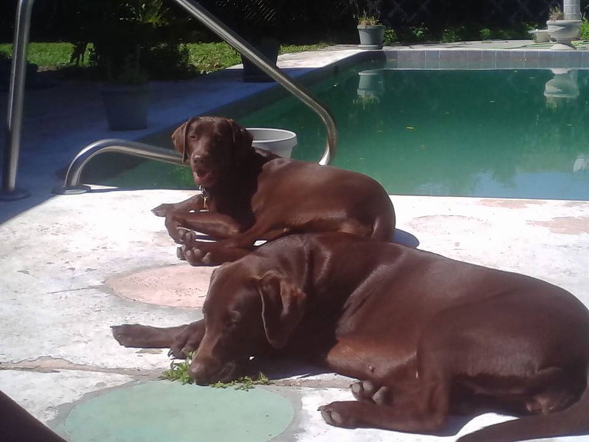 Police said Lemansky's dogs were otherwise well-cared-for