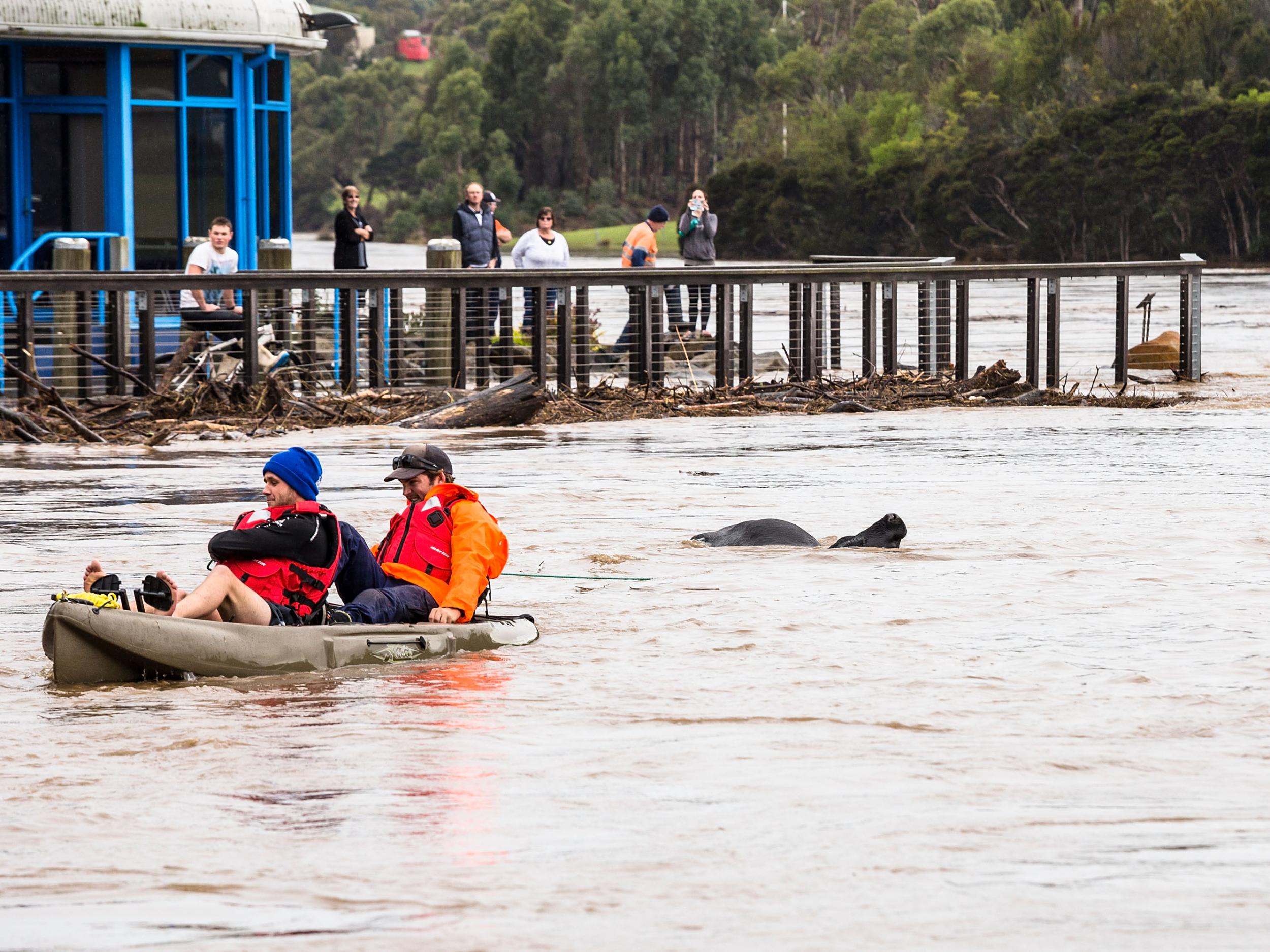 Volunteers in kayaks help rescue the surviving cows and bulls which were washed downstream when the Mersey River flooded in Devonport, Australia (Getty Images )