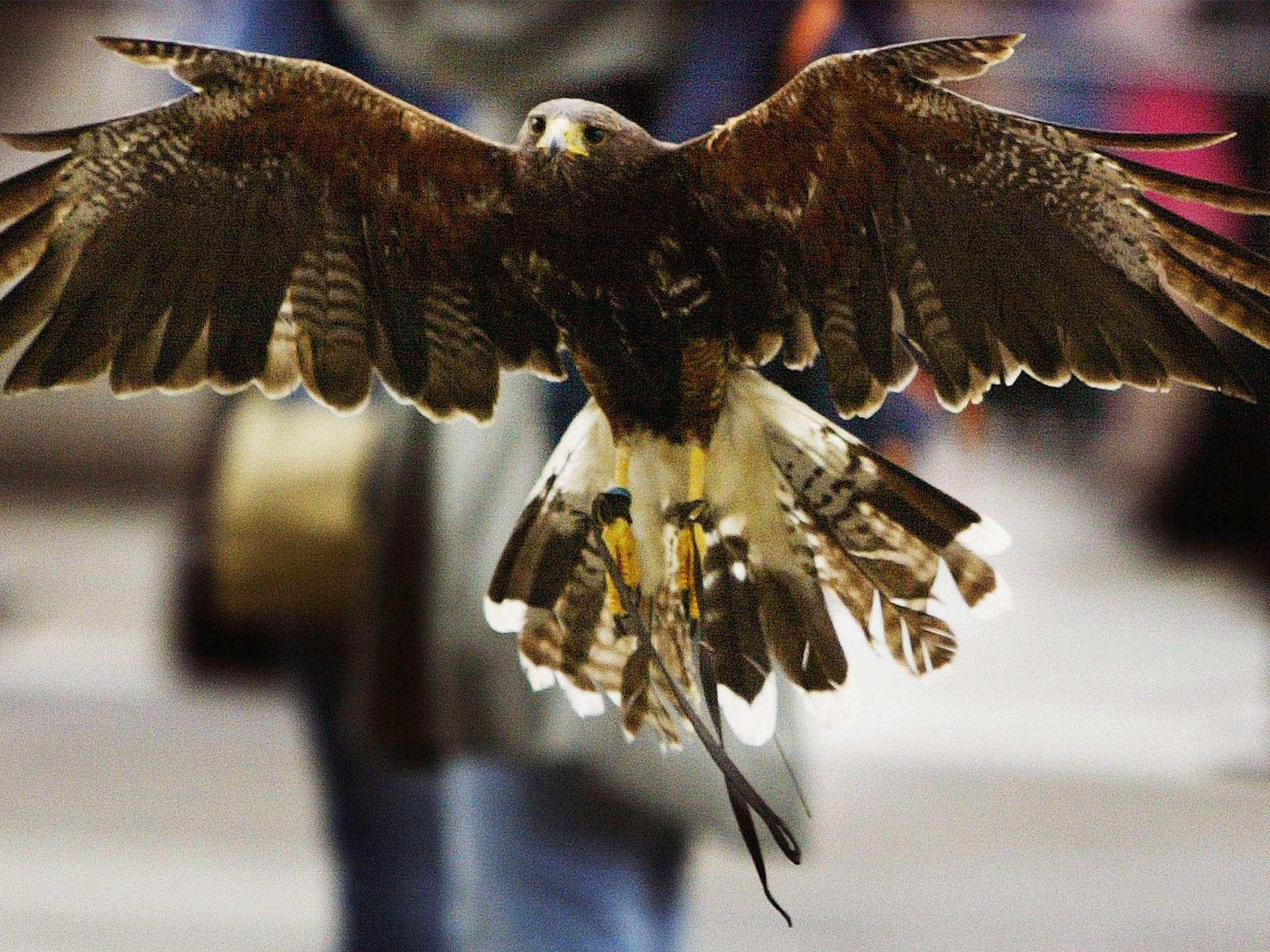 Harris Hawks are one of many birds of prey used to deter pests such as pigeons and gulls