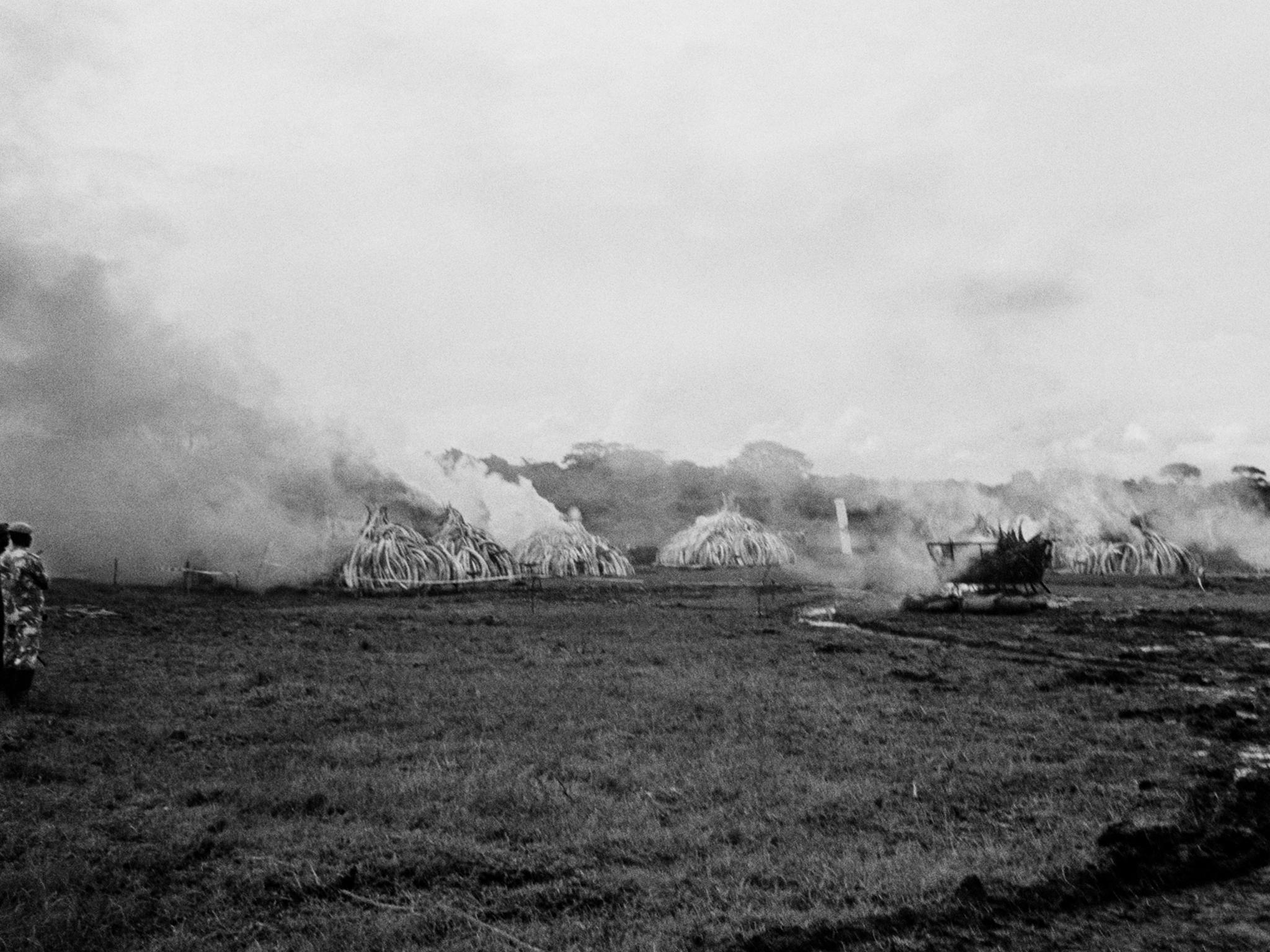 Following the Giants Club summit, the Kenyan government demonstrated its commitment to ending the illegal wildlife trade by burning its entre stock of seized ivory. Some 120 tonnes was burnt in five huge pyres, sending a powerful message to the world that ivory should has no value and that, today, elephants are worth more alive than dead.