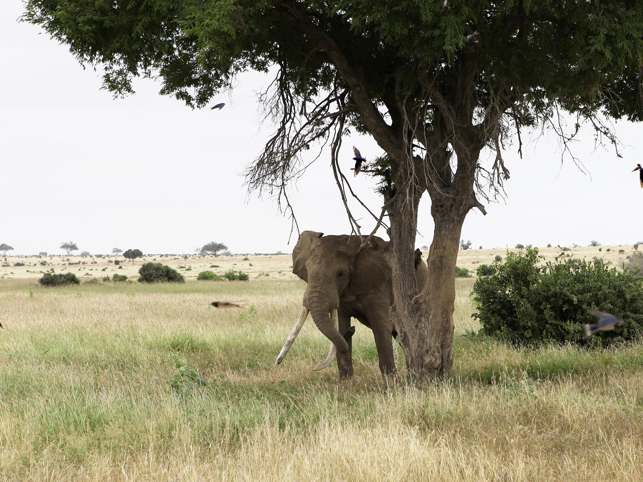 Africa’s elephants may be among the continent’s most iconic animals but they are now under threat from poaching to supply Asia’s demand for ivory. Hundred pounders – so called because of the weight of their tusks – like this one in Kenya’s Tsavo National Park are particularly prized by poachers. The Giants Club is a new initiative established to unite Africa’s political leaders, philanthropists and conservationists to stop this deadly trade.