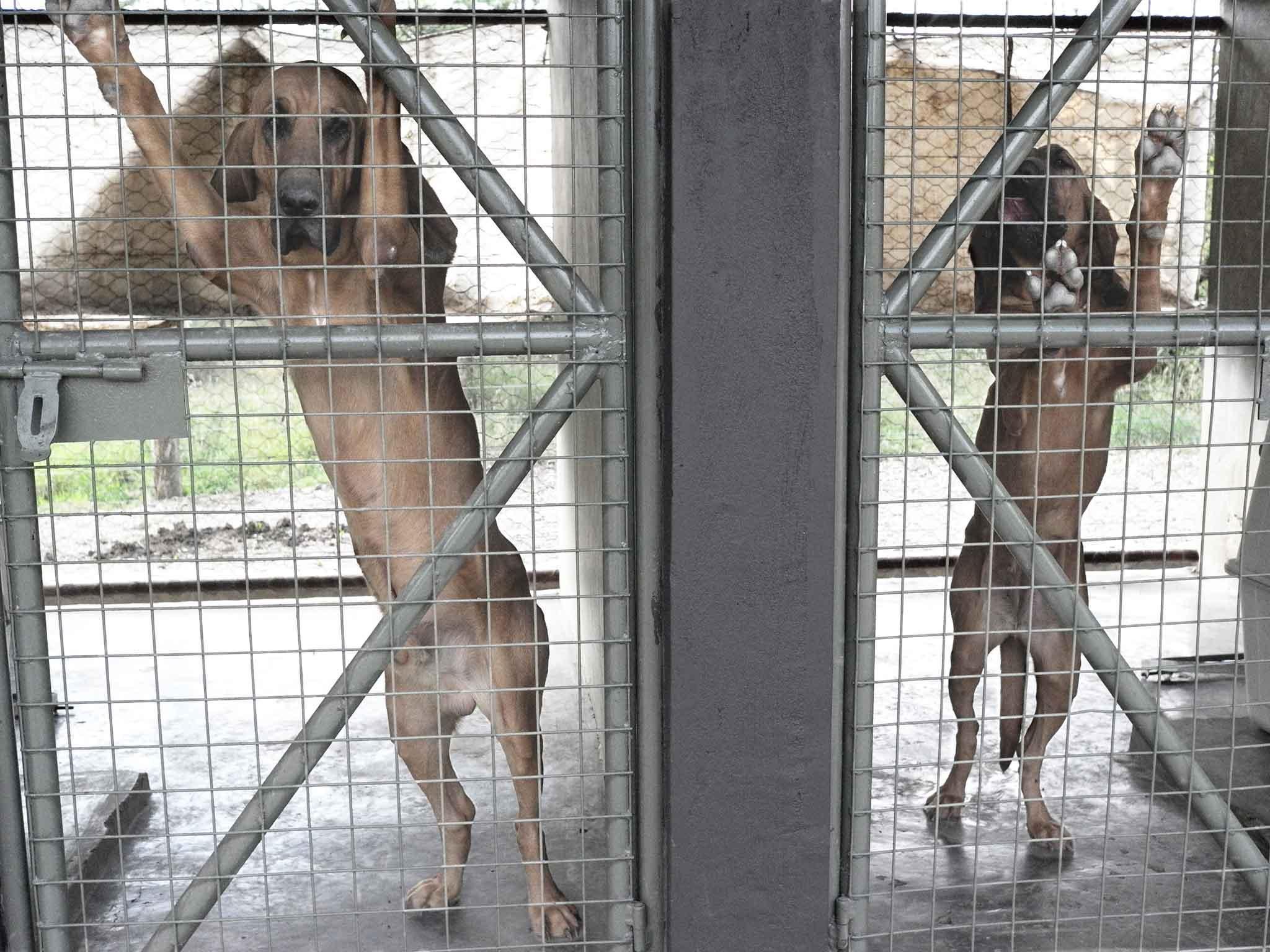 Dog units like this one are an important anti-poaching resource. Not only can they help track and stop poachers but they can also be trained to sniff out ivory, thereby preventing it being smuggled.