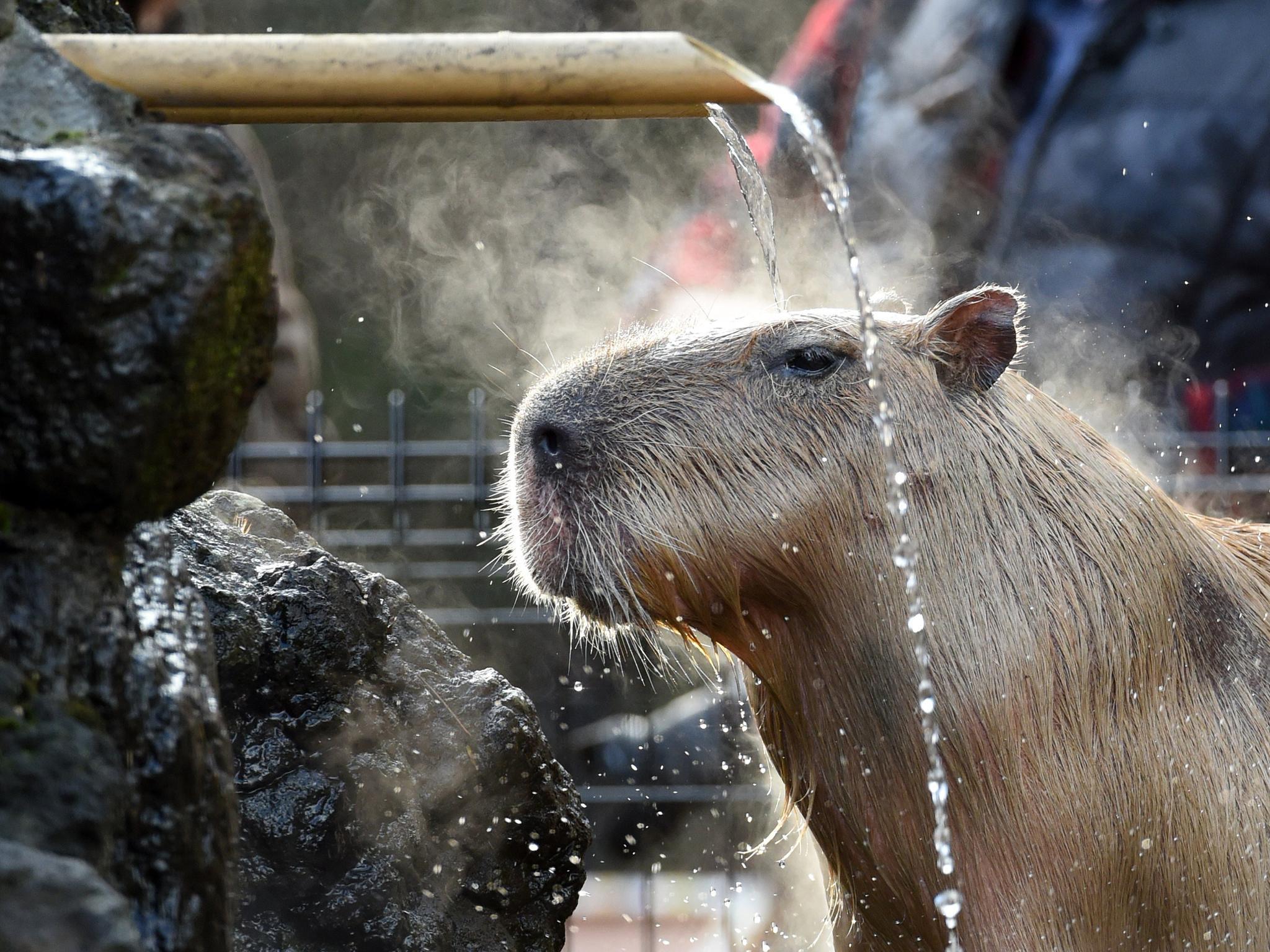 A Capybara bathes in the hot spring water at the Saitama Children's zoo in Japan