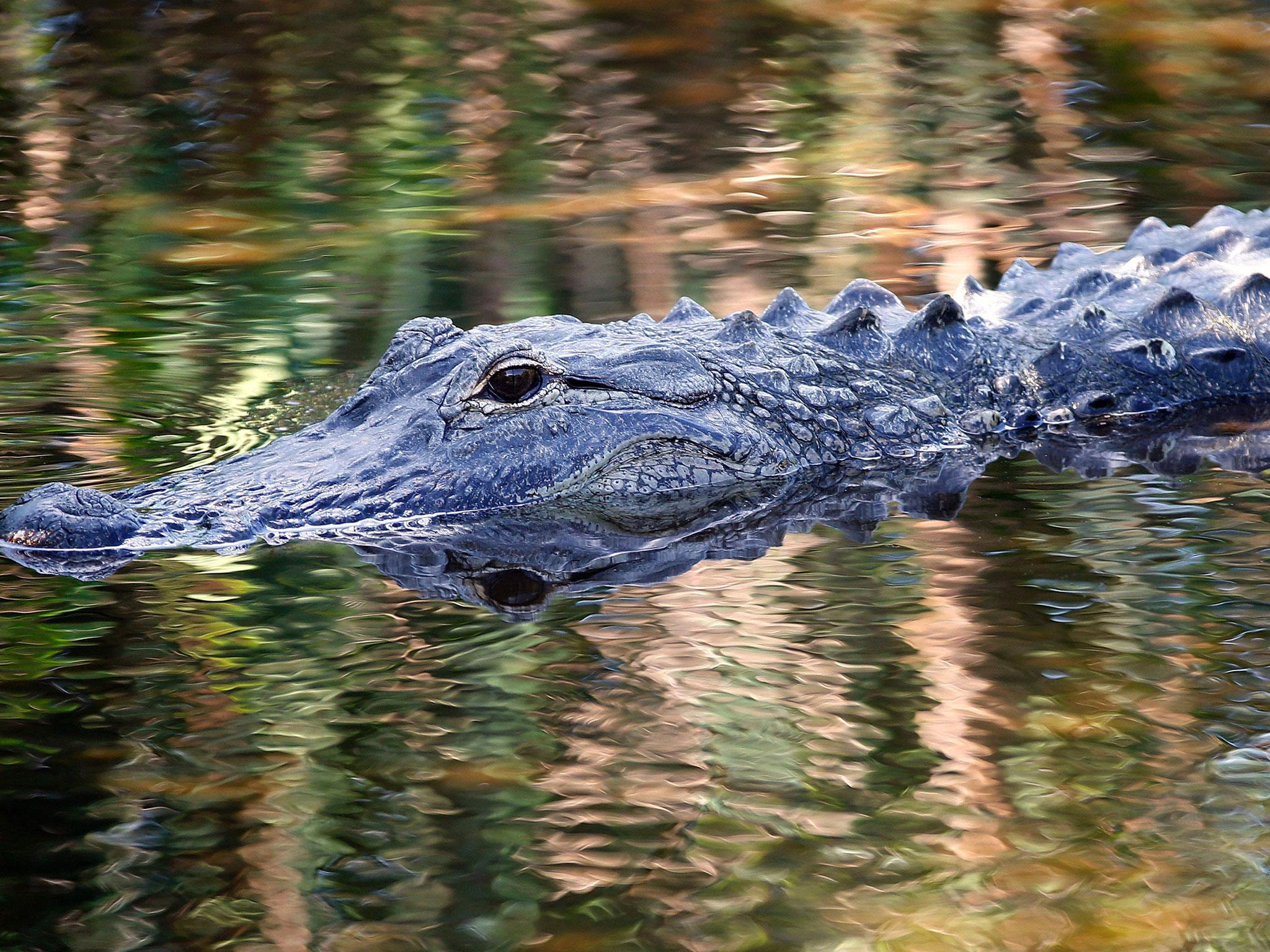 There are 1.3 million alligators across the state of Florida, but attacks are rare