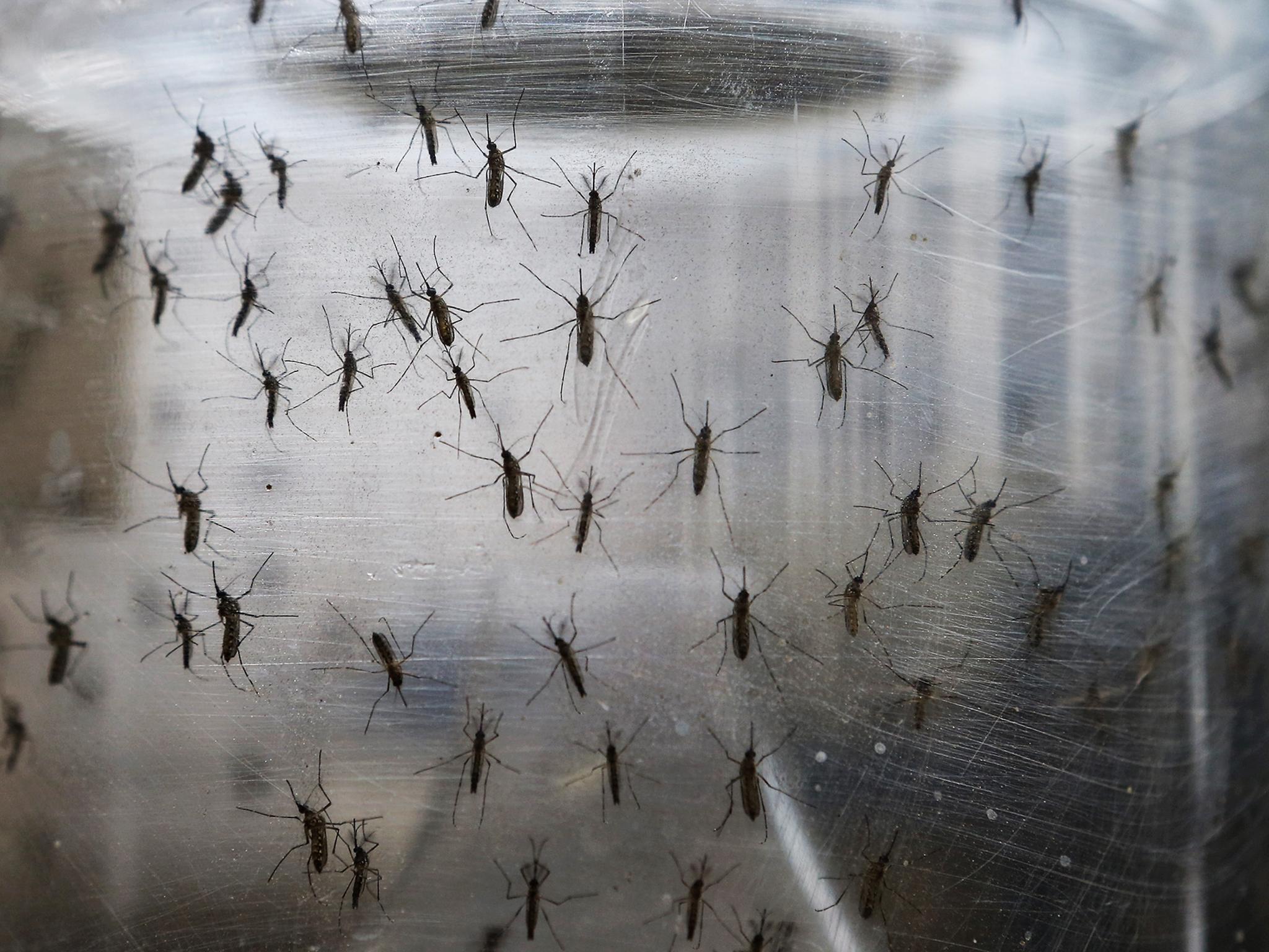 Aedes aegypti mosquitos in a lab in Recife, Brazil. The mosquito transmits the Zika virus