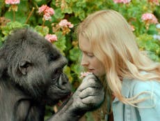Koko the gorilla death: Primate famous for learning sign language dies, aged 46