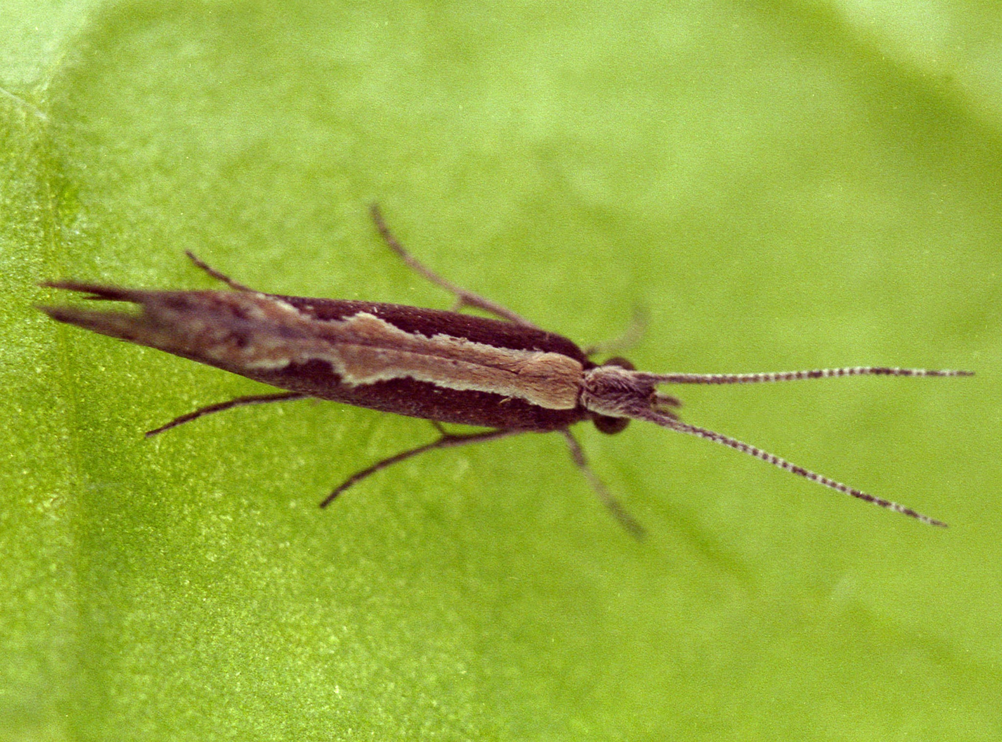 Diamondback moths (pictured) have been found to be resistant to most insecticides