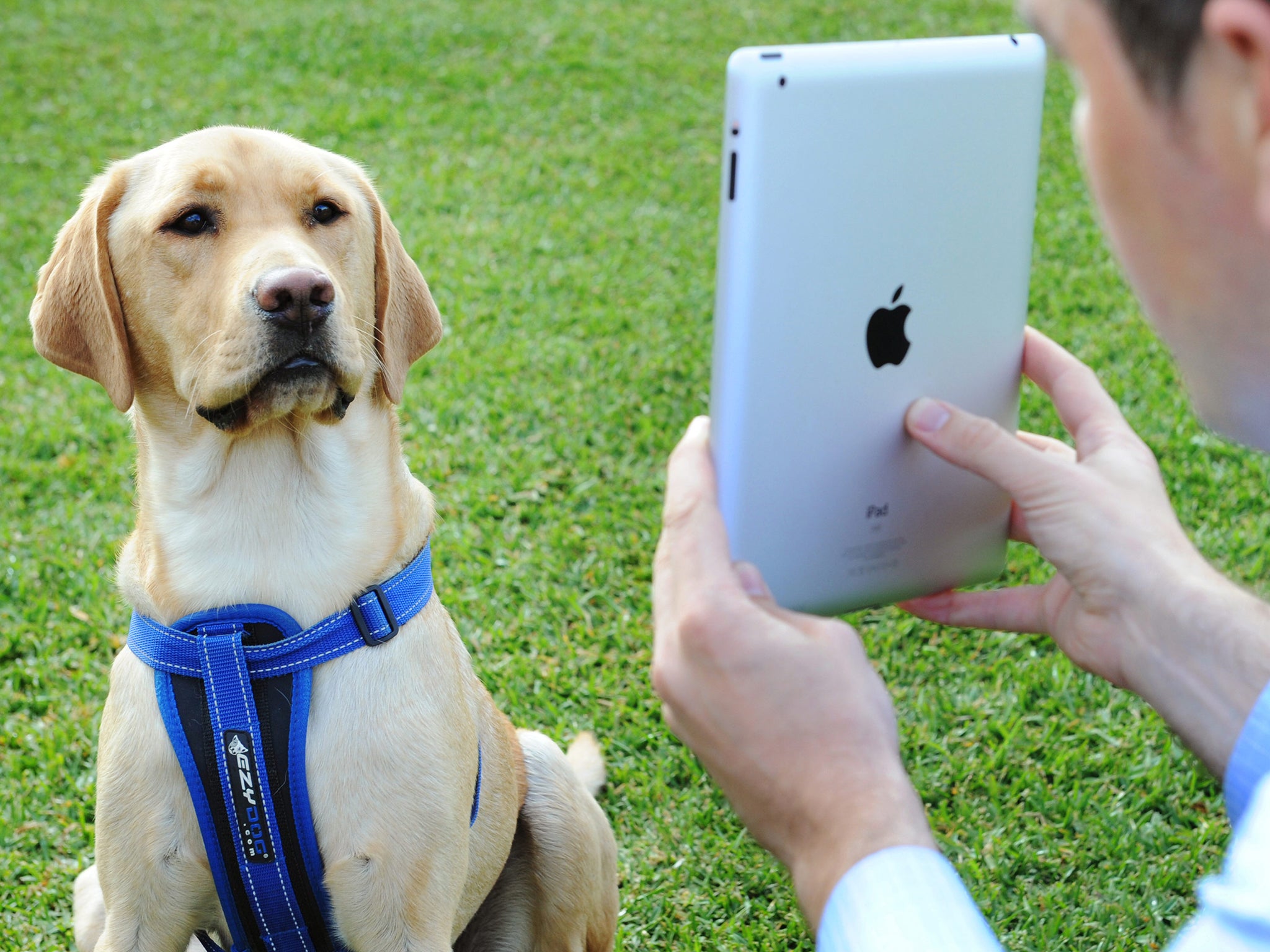 Dogs are often left at home alone during the day. Interactive media could provide the stimulation they need