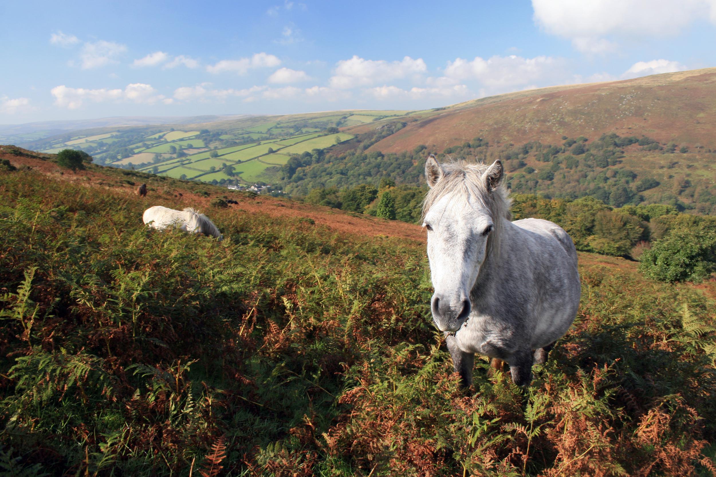 Ponies on Dartmoor