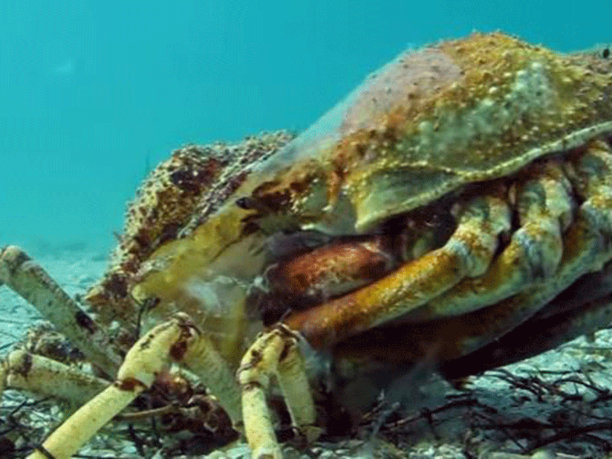 A spider crab slowly pushes out of her old shell. She will be vulnerable for some time until her new shell hardens