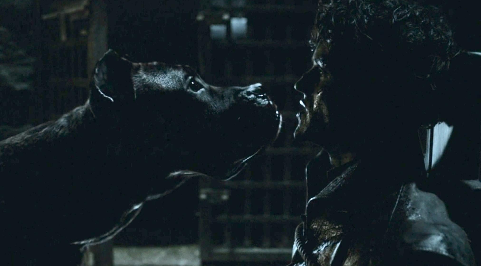 Ramsay trying unsuccessfully to stop his dogs from eating his face