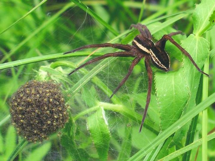 The fen raft spider dips its egg sac into water every few hours to keep eggs moist