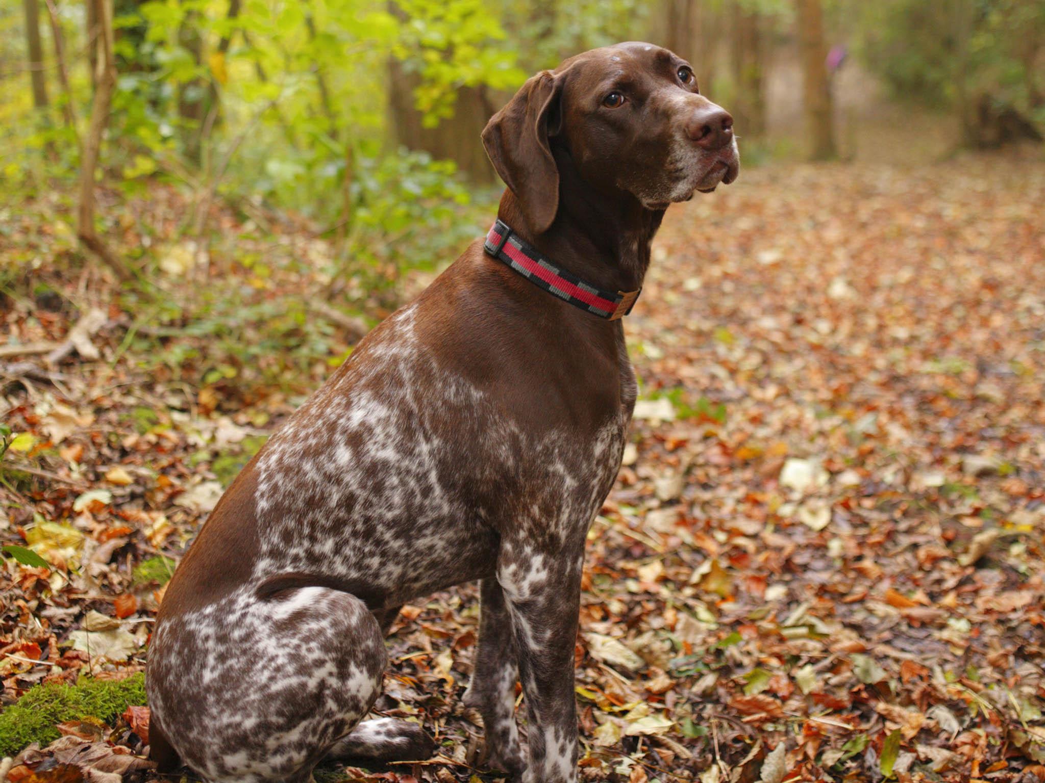 Only 20 to 30 per cent of dogs that have been treated for the disease have been successful cured