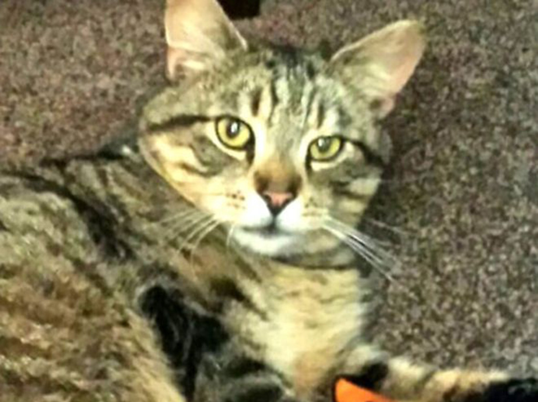 Ollie the cat was reunited with his family thanks to his microchip