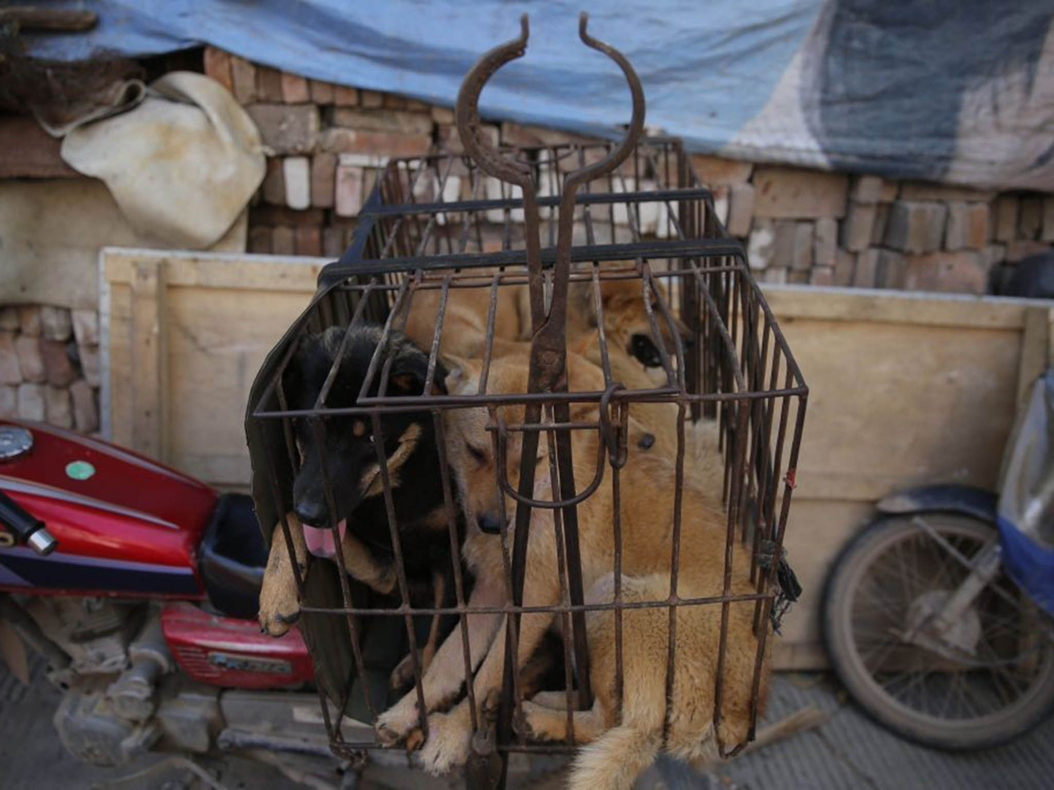 Dogs in a cage for sale at a market in Yulin city, southern China's Guangxi province