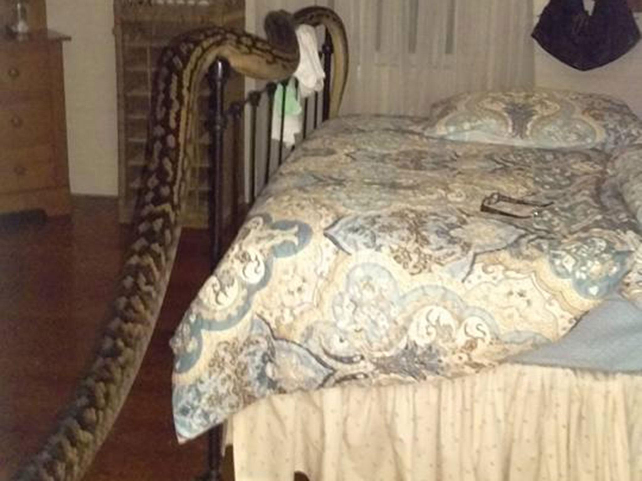 The snake rested across the bedroom, but was too large to be captured in one shot