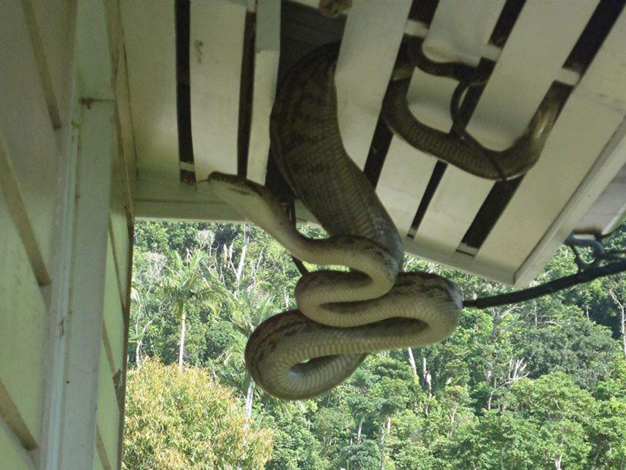 A photo of a snake, believed to be Monty, in 2012