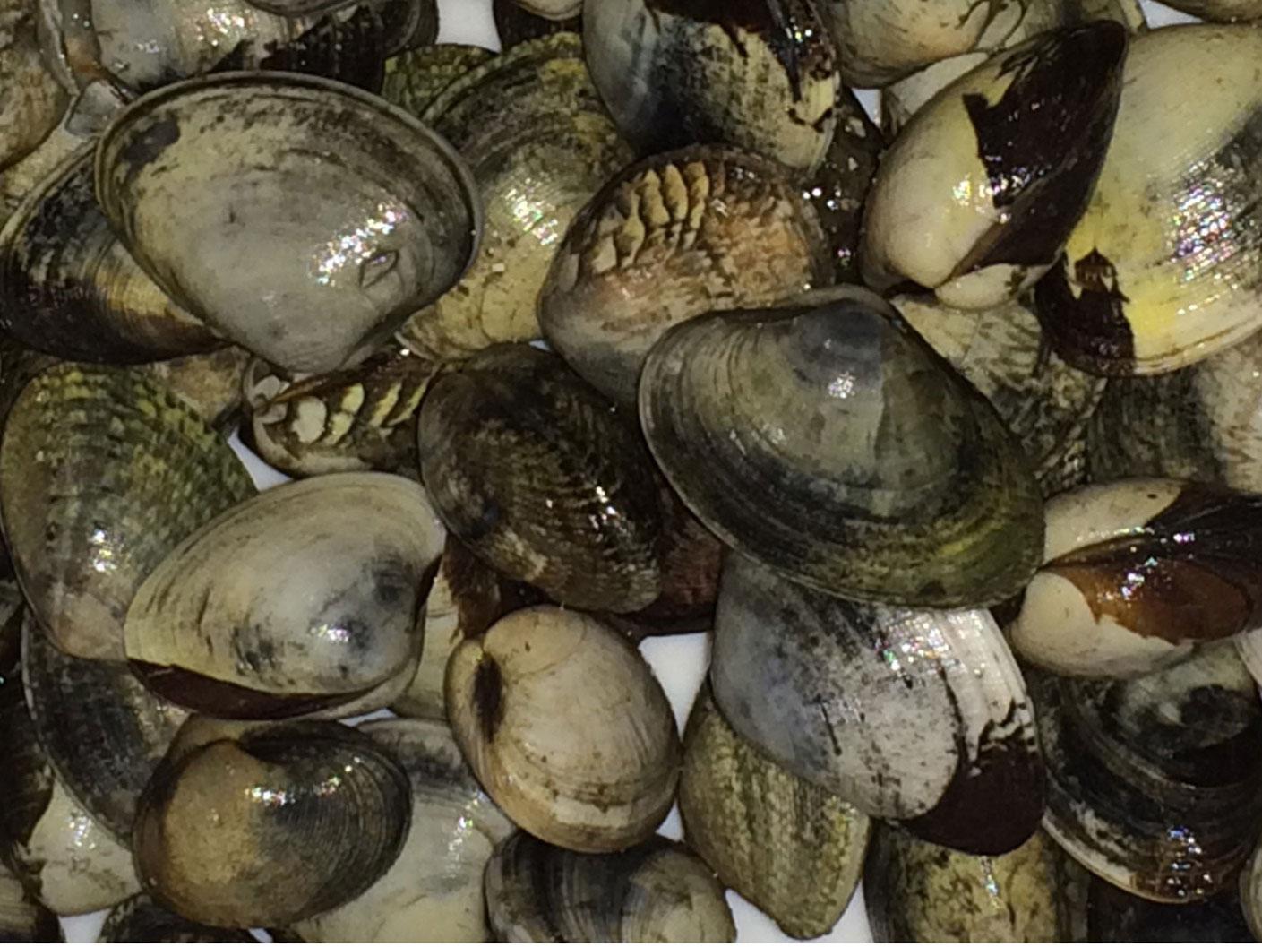 Golden carpet shell clams (Polititapes aureus) collected in the ria of Arousa in Galicia, Spain