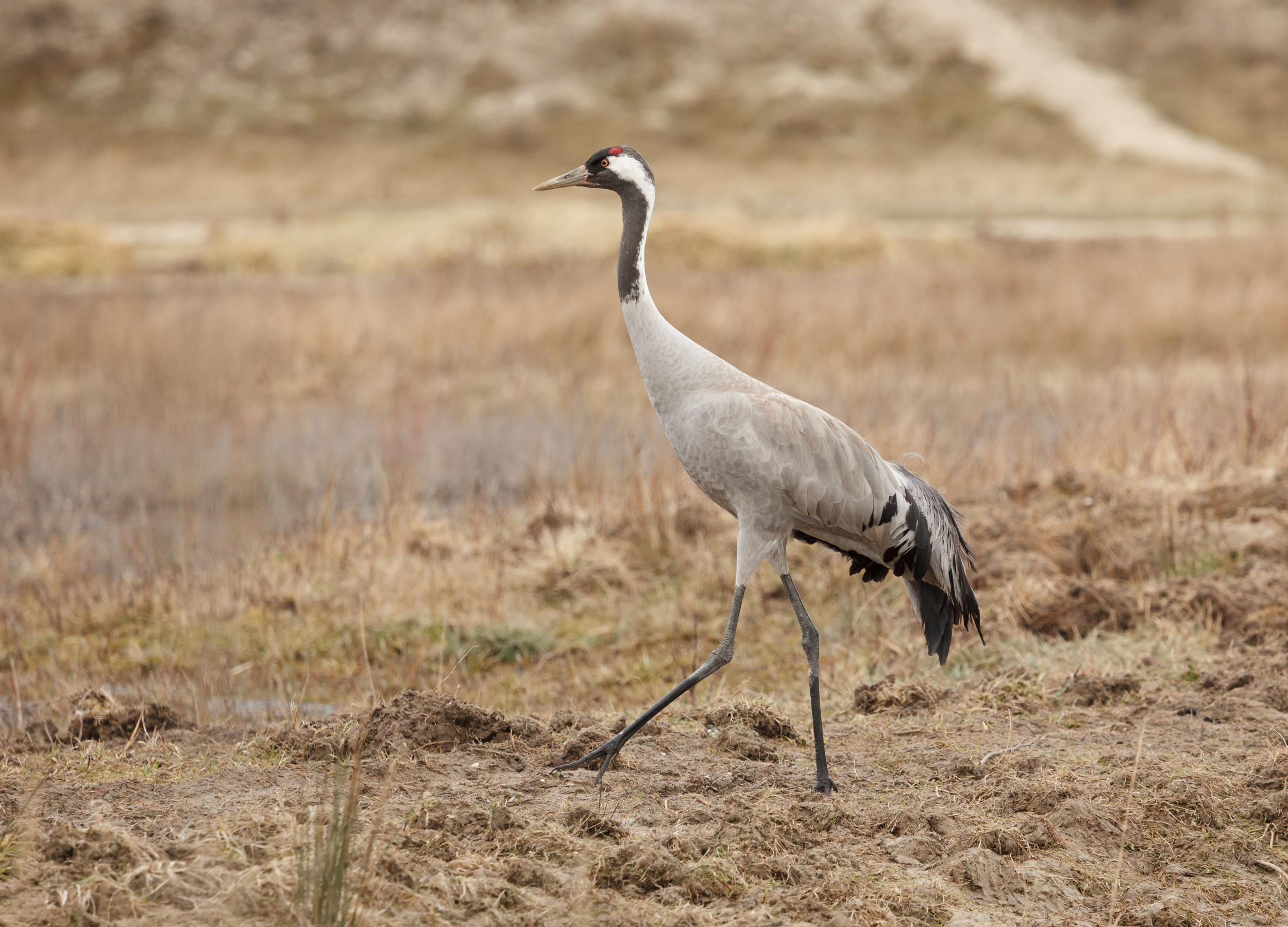 A crane at the Parc du Marquenterre