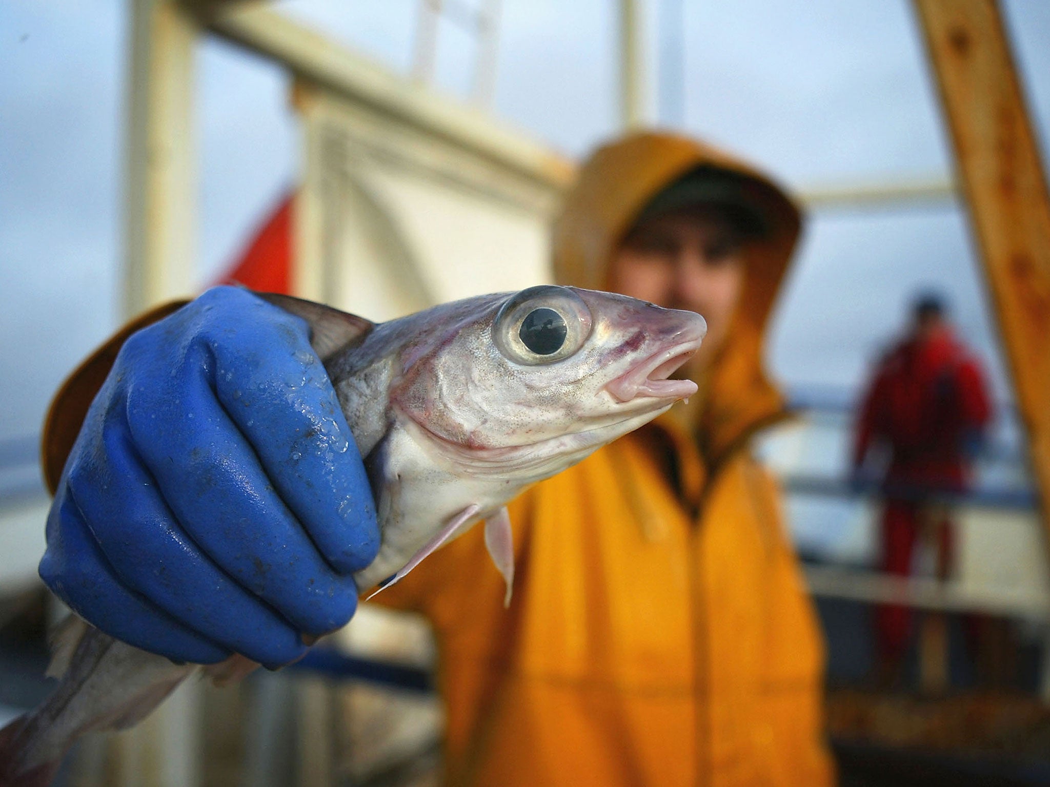 Scottish trawlermen haul in their catch of Haddock, some 70 miles in the Atlantic off the north coast of Scotland