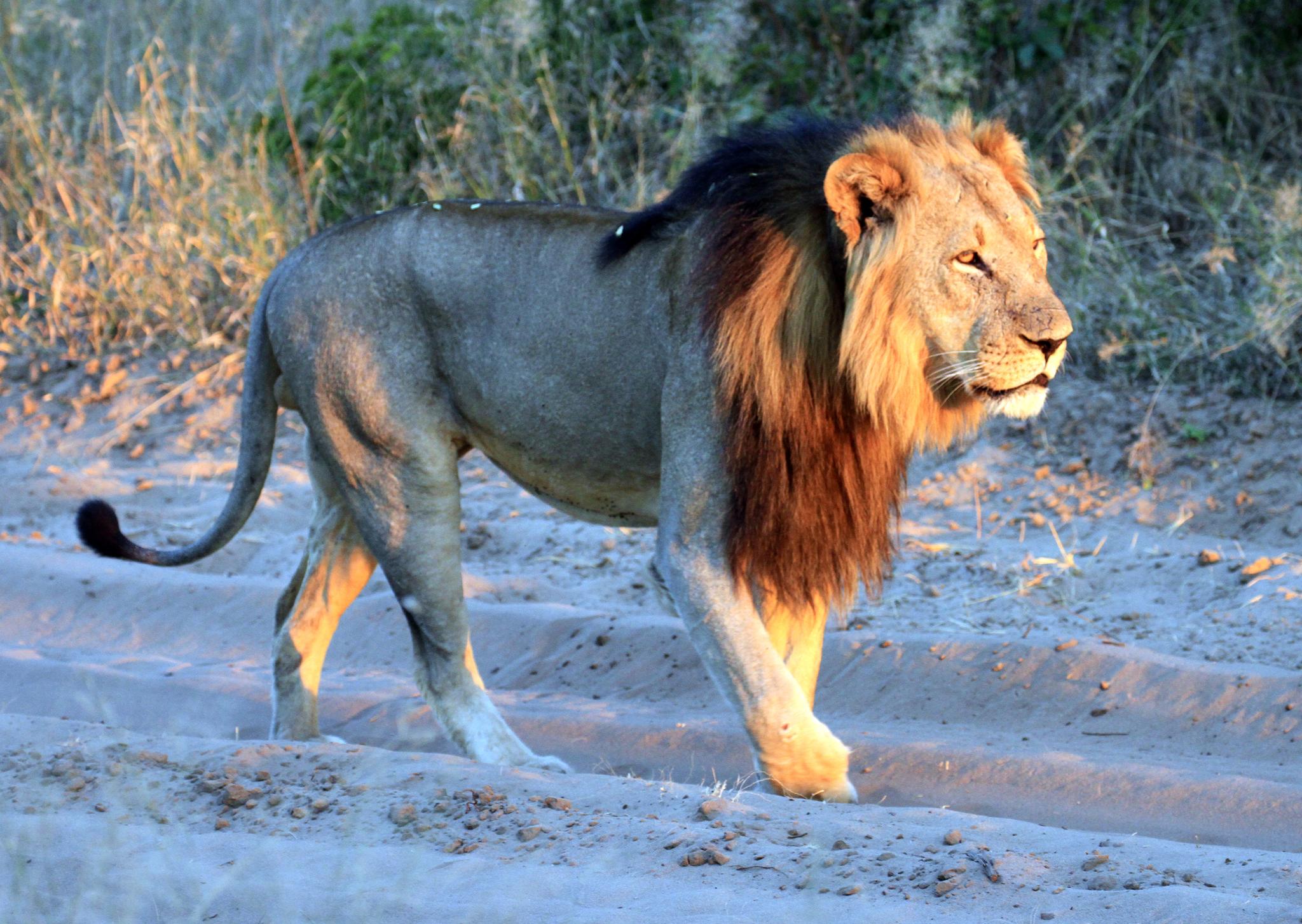 Only around 25,000 lions remain in Africa