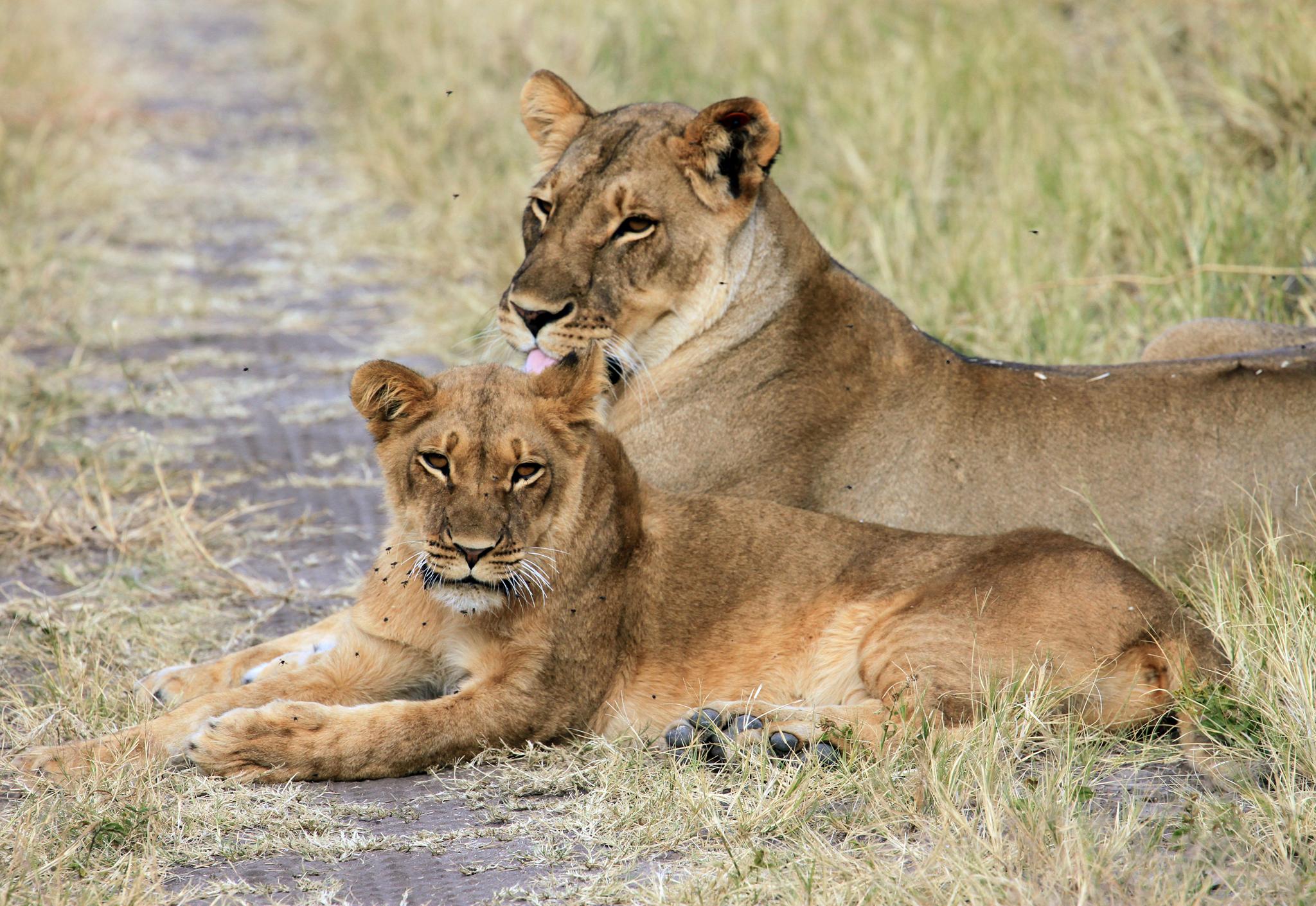 Two lions in Cecil's pride