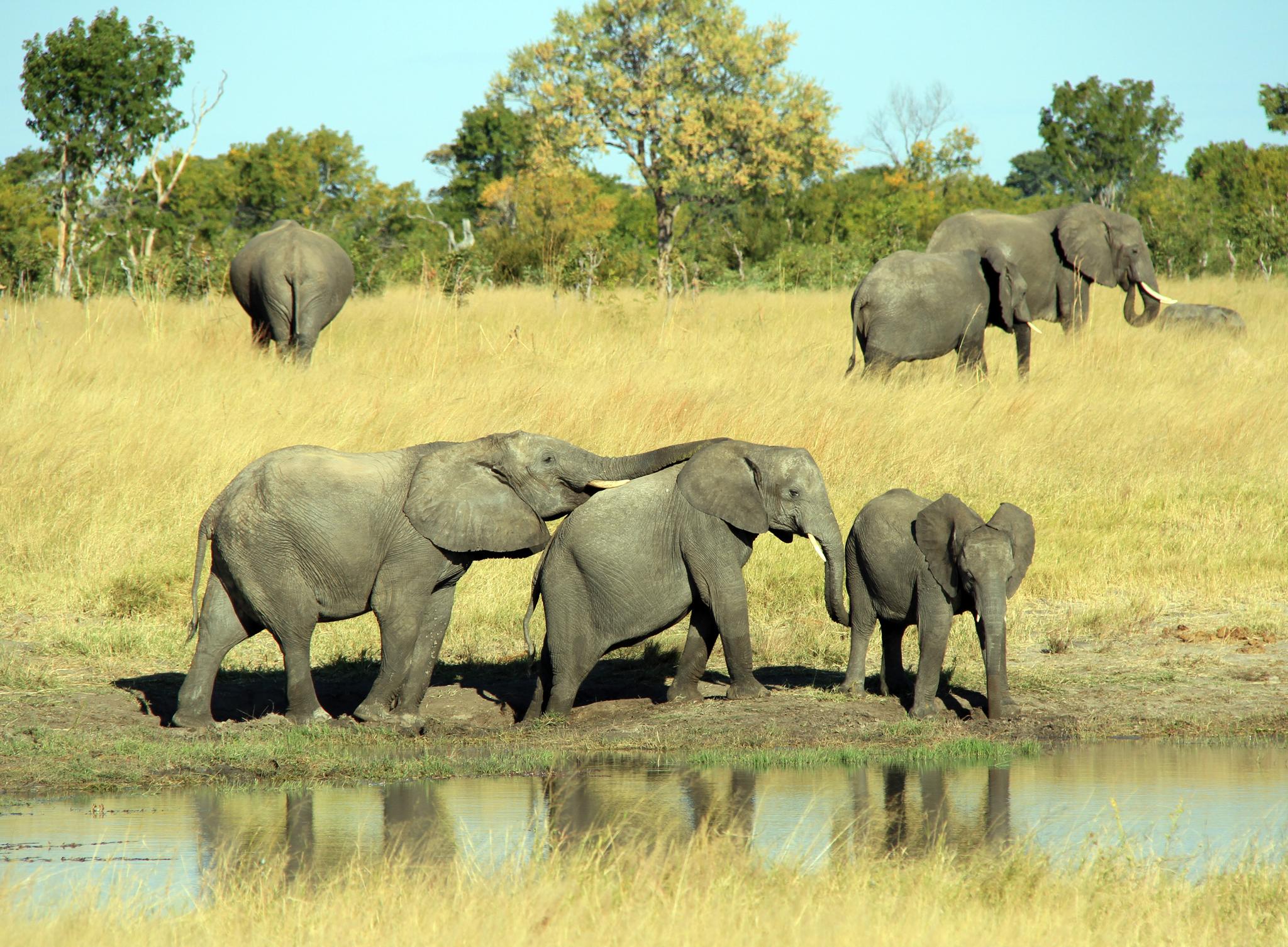 Hwange is known for its large elephant population