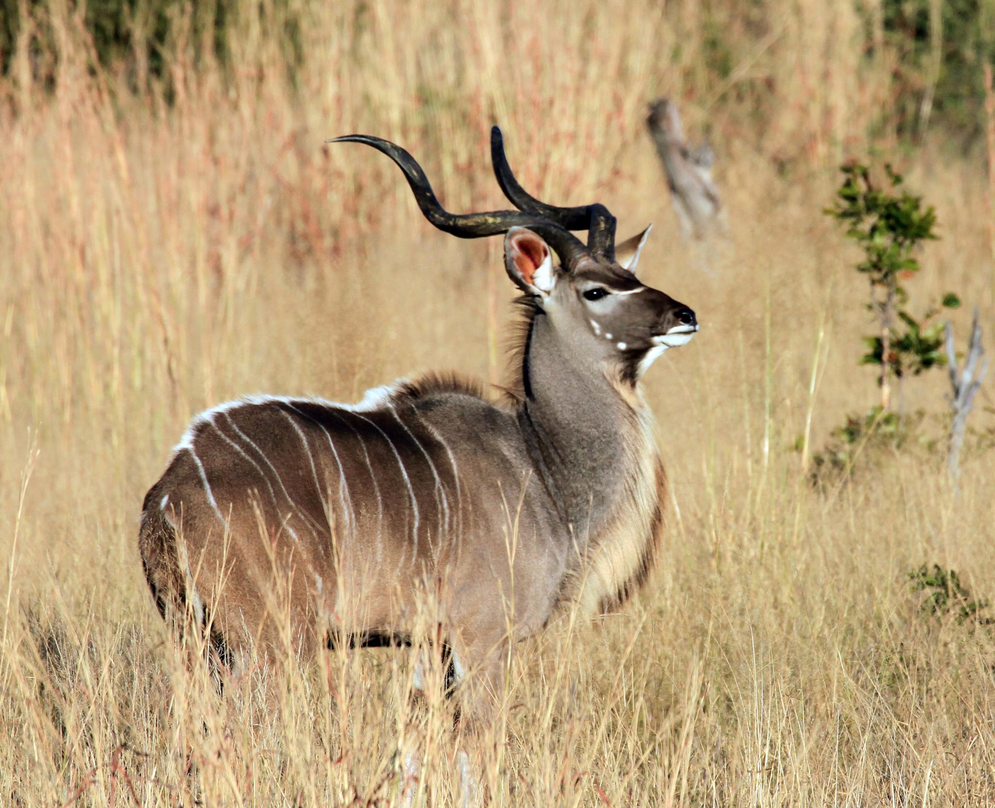 Kudu can be spotted in the park