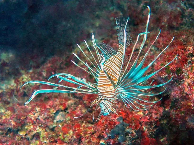 A lionfish in the Mediterranean