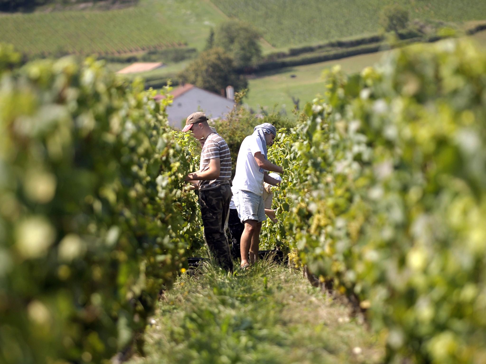 Poor weather has had a dramatic effect on the French wine crop