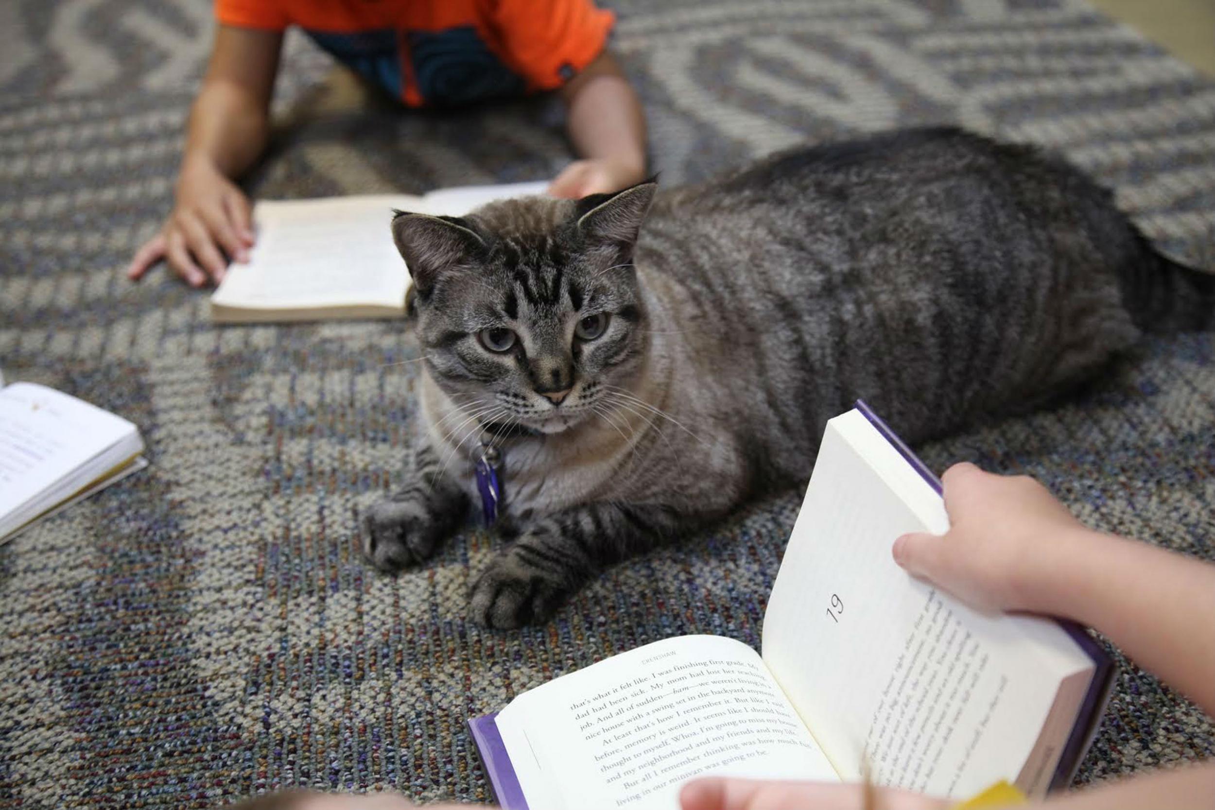 Browser was given 30 days to leave the library due to allergy complaints