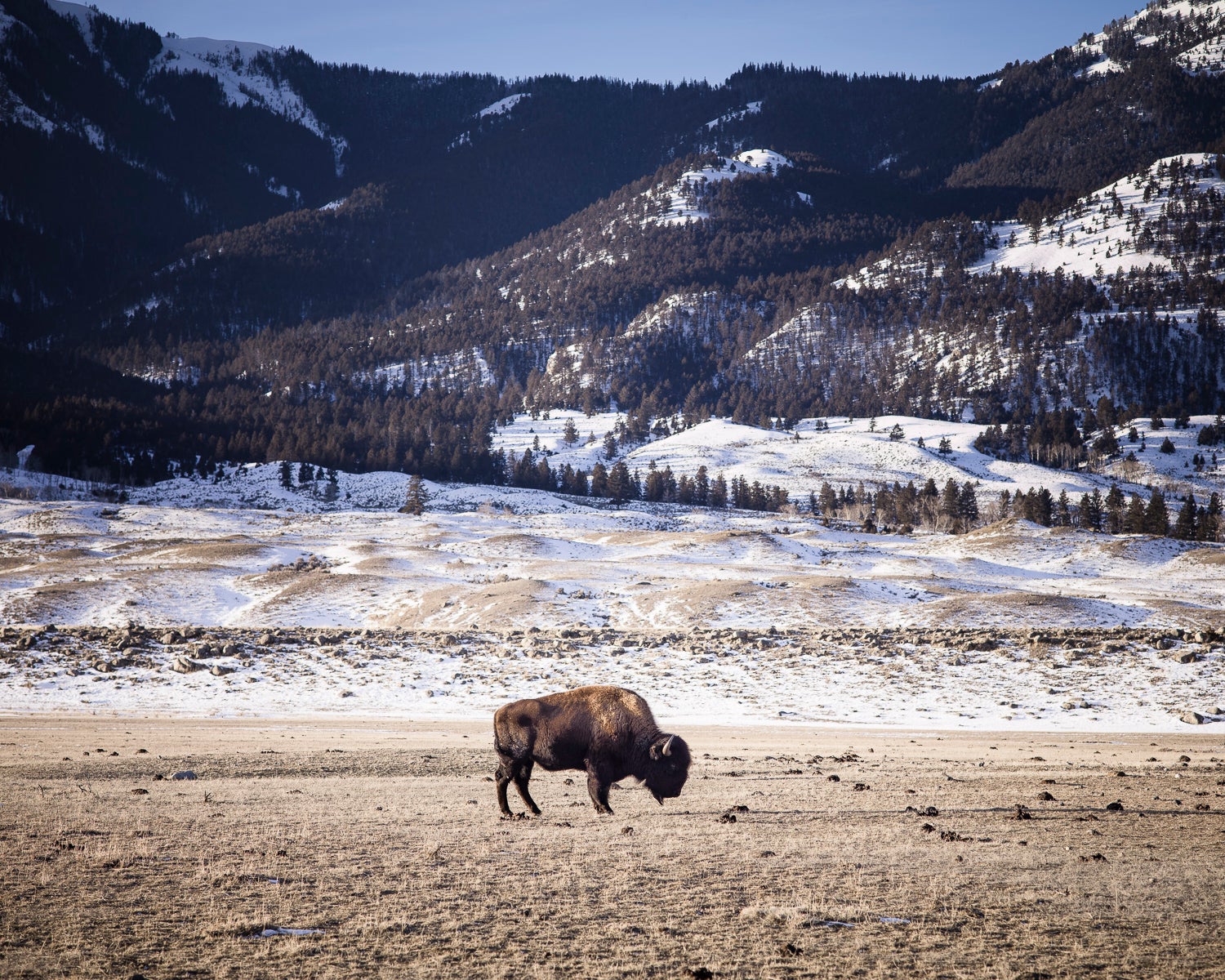 The hunt is monitored closely by tribal and state officials. In many cases, Buffalo Bridge members simply offer to help the hunters field dress the animals and ask for nothing in return