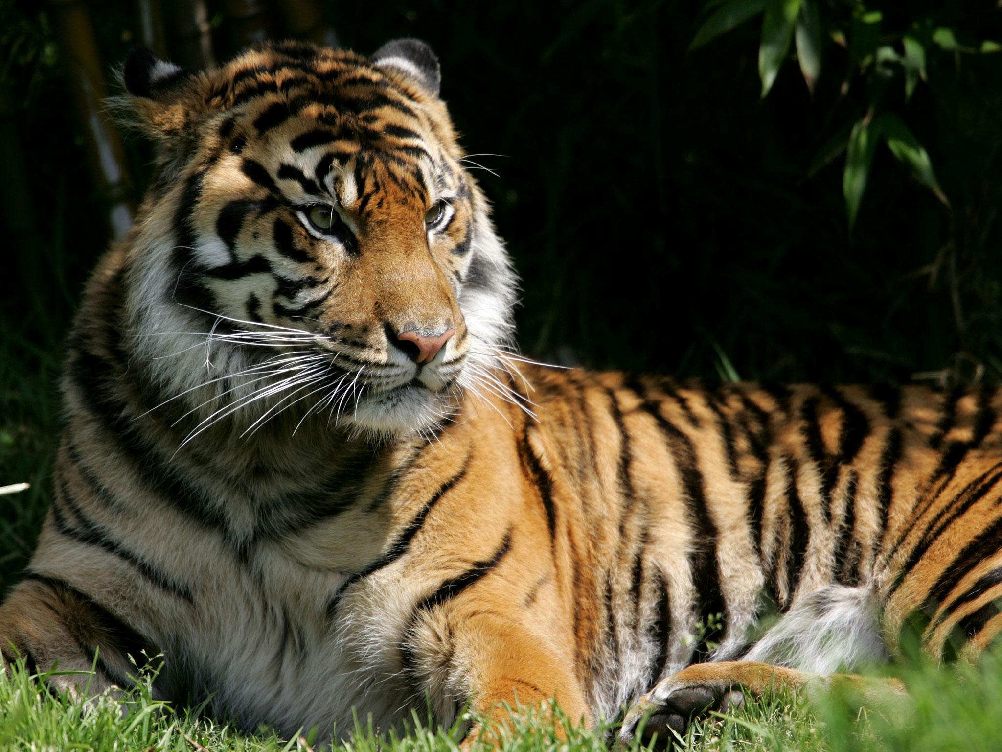 Zoo staff euthanised the animal with sedative darts to allow emergency workers to get into the enclosure to pronounce the woman dead