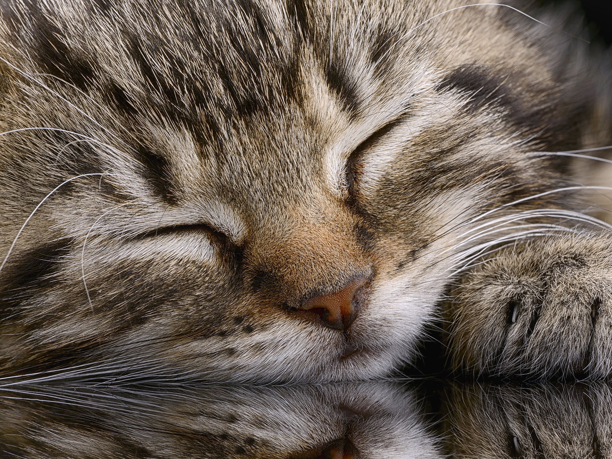 Peta has caused uproar by presenting controversial billboards following Donald Trump’s assertions about women