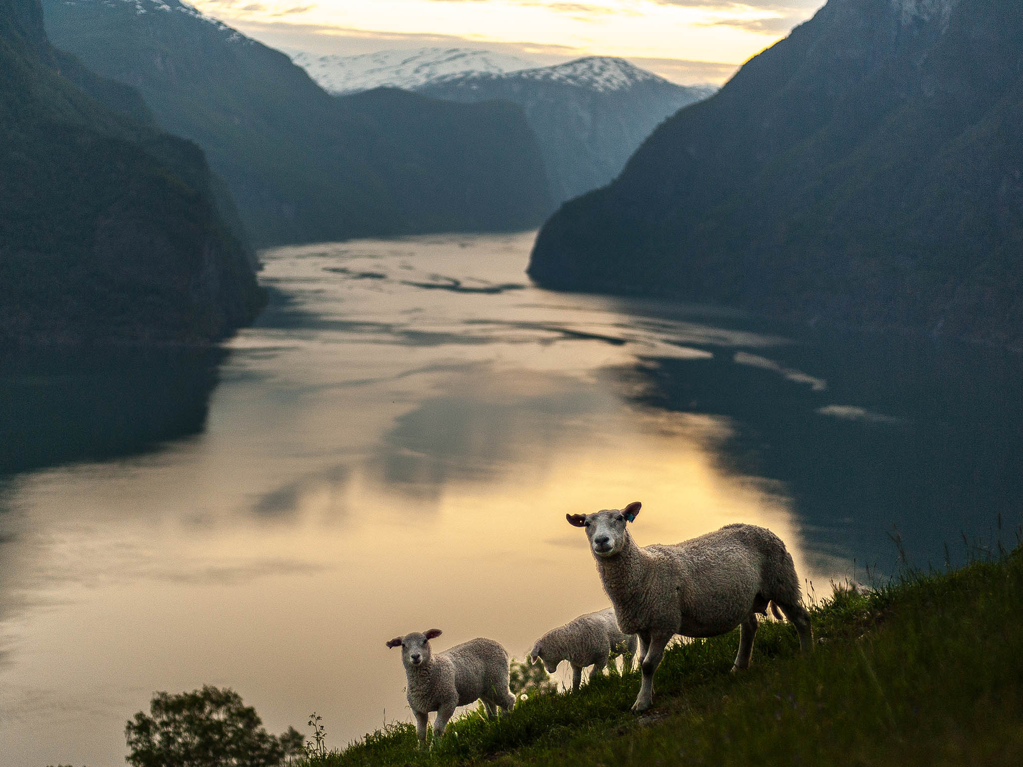 Aurlandsfjord is full of extremely steep mountains up to 7,000m which make up the Fjord farms. There are often no roads here and no cars, and all the farms are completely self sufficent