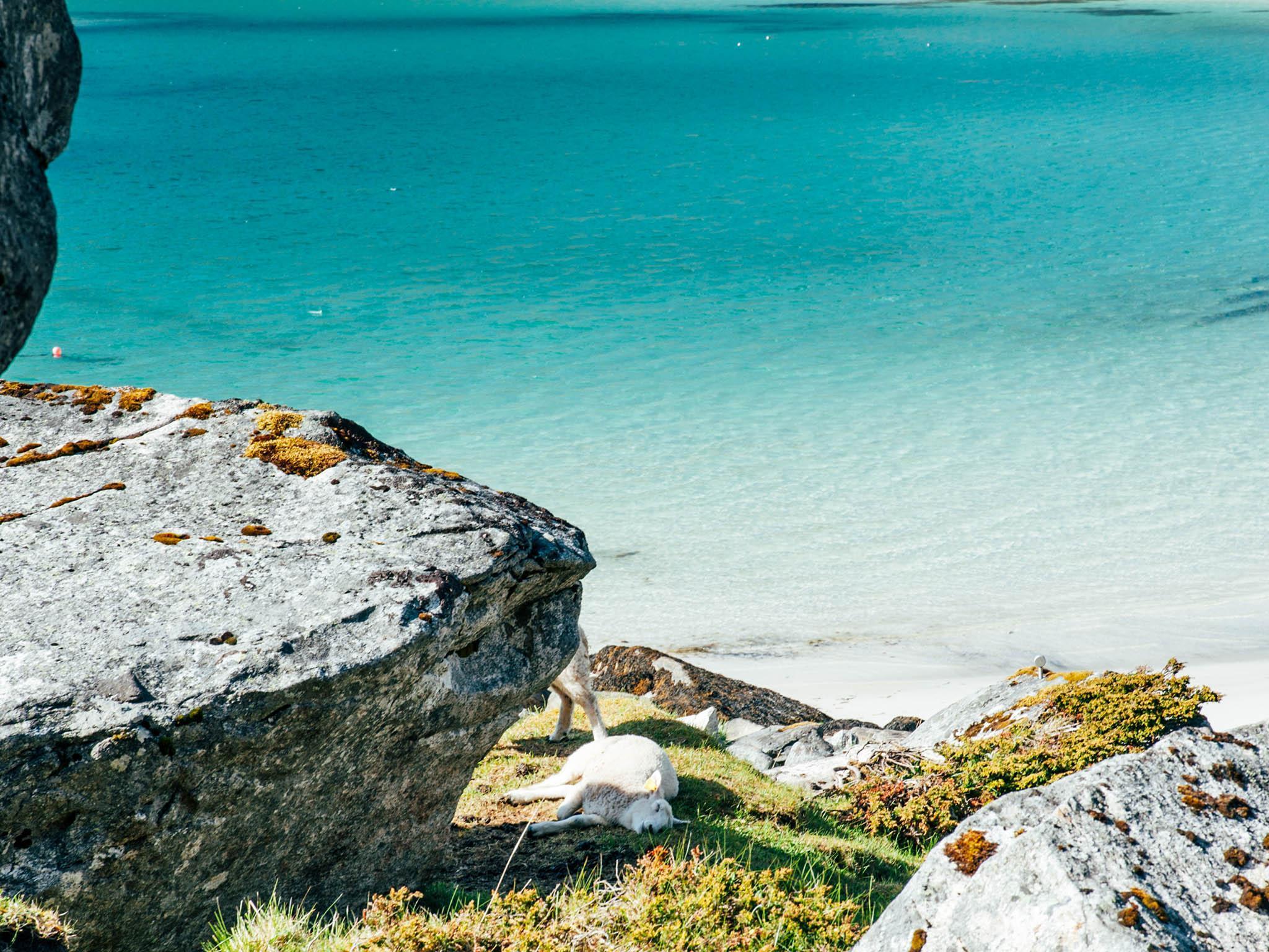 On the archipelago of Lofoten, sheep find the best spots to sleep. But despite the Caribbean-esque waters, it is about 6C here