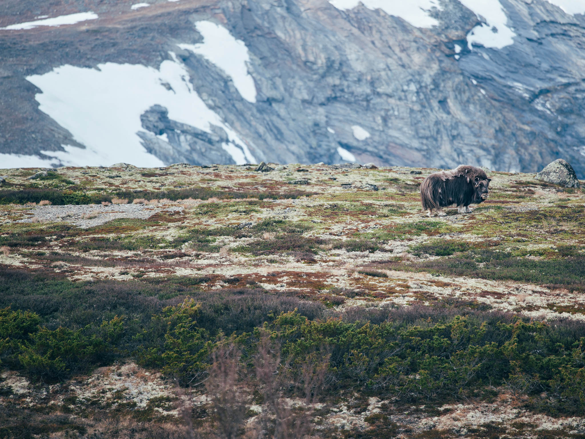 Outside of Greenland, Dovrefjell in Norway is the only place in the world where you can see Muskox, after they were introduced to the area twice. During a five-hour hike, George was lucky enough to come across five